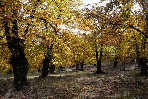 ruta de aracena|Rutas y senderos de la Sierra de Aracena y Picos de。